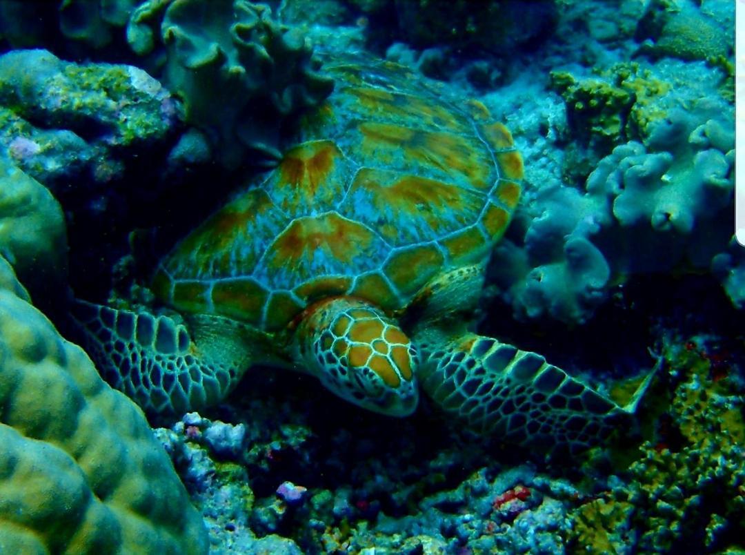 Ras Village Rasdhoo Zewnętrze zdjęcie