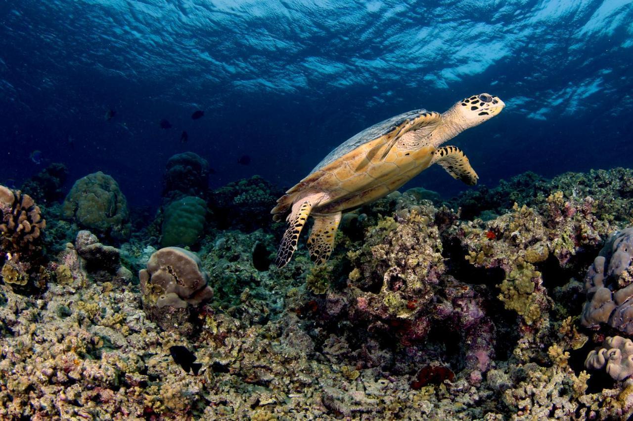 Ras Village Rasdhoo Zewnętrze zdjęcie