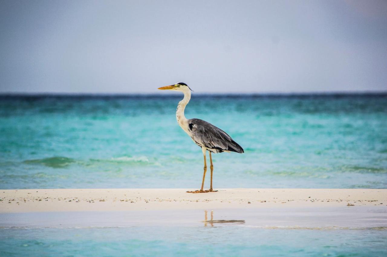 Ras Village Rasdhoo Zewnętrze zdjęcie